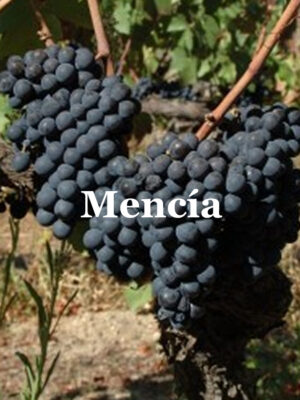 Mencia 2.0